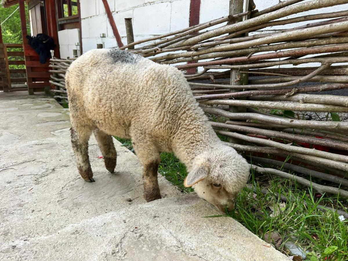 Cabana „Stana Din Deal” Provita de Sus Dış mekan fotoğraf